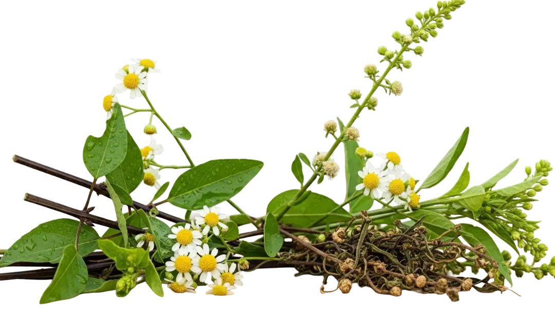 False Daisy Bhringraj