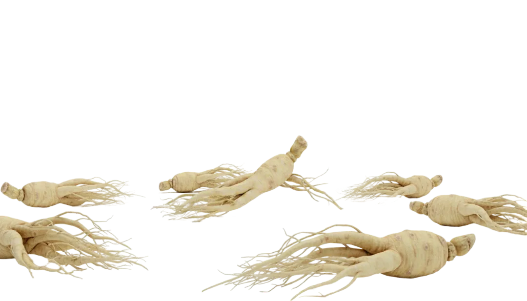 Ginseng Panax Root